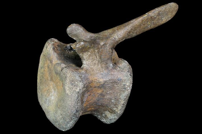 Long Edmontosaurus (Duck-Billed Dinosaur) Vertebra - SD #92846